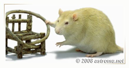 2008 год Желтой деревянной крысы